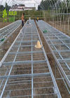 1.7m Length Greenhouse Grow Beds , Seed Bed Bench Tray Top Table