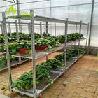 Shopping 100kg/Shelf PP Wheel Q235 Nursery Plant Carts