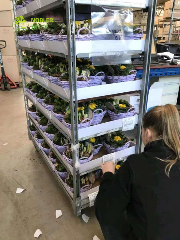 Danish Trolley Flower hand trolley Plastic Shelf Supermarket Exclusive Use Customized trolleys